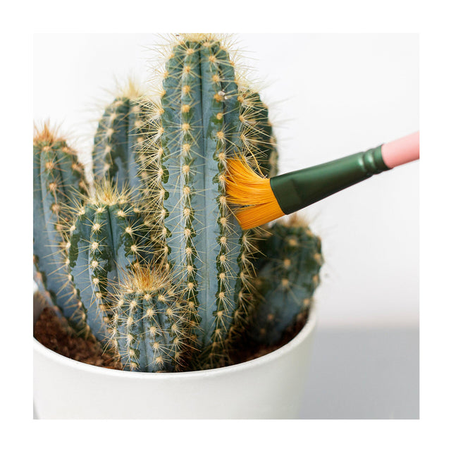 Mini Cactus Cleaners