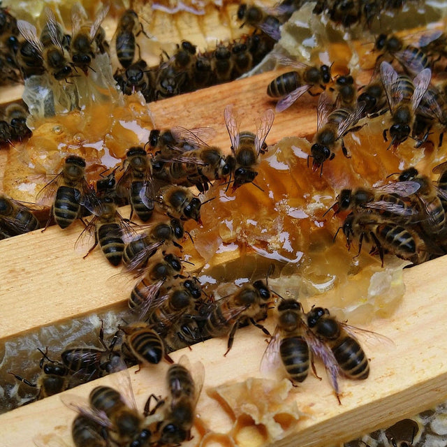 Hive-To-Jar Golden Honey