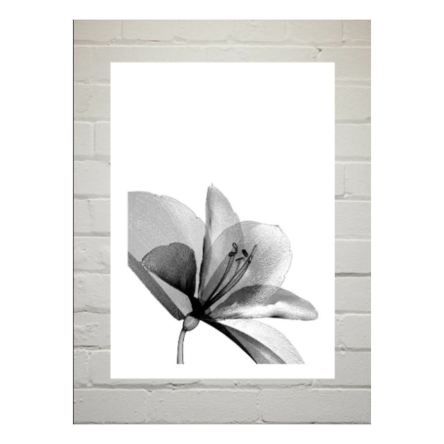 Amaryllis Art Print