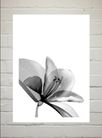 Amaryllis Art Print